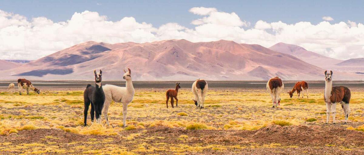 ATACAMA y EL NORTE ANDINO con SANTIAGO DE CHILE