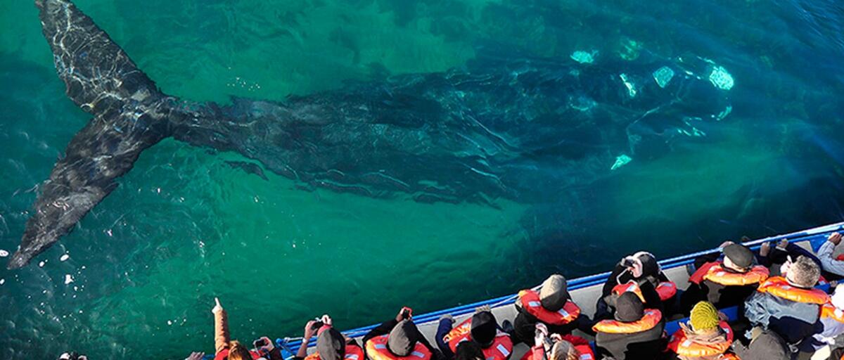 BALLENAS EXPERIENCE en MADRYN