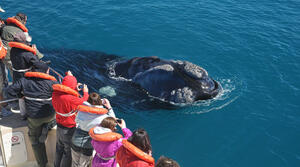 DÍA 2 – PUERTO MADRYN | EXCURSIÓN DE DÍA ENTERO A PENÍNSULA VALDÉS Y AVISTAJE DE BALLENAS – 19 DE JULIO