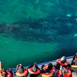 BALLENAS y LOBOS EXPERIENCE en MADRYN