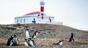 DÍA 9 – PUERTO NATALES | PUNTA ARENAS | EXCURSIÓN A ISLA MAGDALENA – 31 DE ENERO