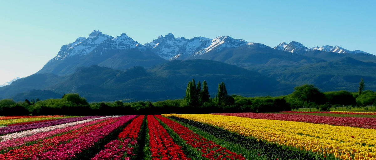 TULIPANES, EL BOLSÓN Y MUCHO MÁS !!! TULIPANES, EL BOLSÓN Y MUCHO MÁS !!!