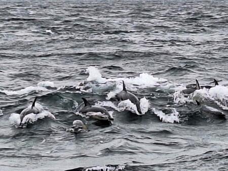 DINGLE DOLPHIS 