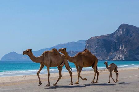 oman 6
