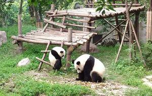 DÍA 6 – CHENGDU| SANTUARIO DE PANDAS| CHONGQING – 19 DE SEPTIEMBRE