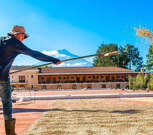 DÍA 4 – TOUR FINCA DE CAFE – 11 DE MAYO