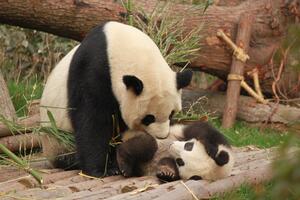 DÍA 27 – CHENGDU| SANTUARIO DE PANDAS| CHONGQING – 27 DE ABRIL DÍA 27 – CHENGDU| SANTUARIO DE PANDAS| CHONGQING – 27 DE ABRIL