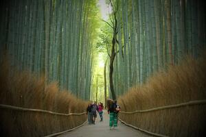 DÍA 15 – KYOTO | VISITA DE LA CIUDAD y BOSQUE DE BAMBU – 07 DE ABRIL