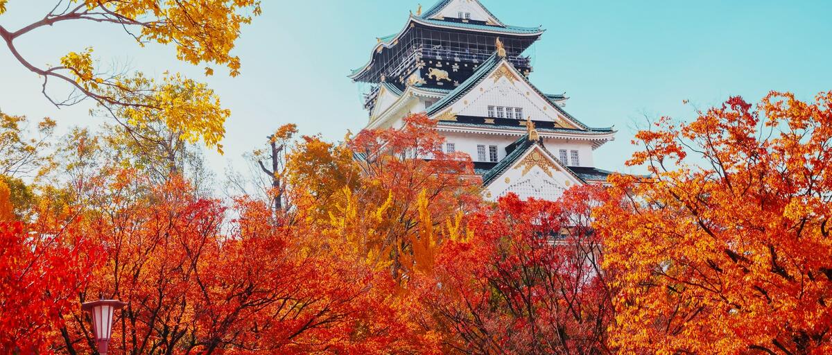 JAPON ENCANTOS DEL MOMIJI 