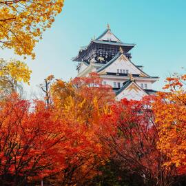 JAPON ENCANTOS DEL MOMIJI 