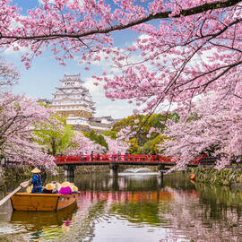 JAPON “ENCANTOS DEL SAKURA”