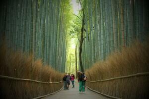 DÍA 15 – KYOTO | VISITA DE LA CIUDAD y BOSQUE DE BAMBU – 07 DE ABRIL