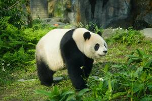 DÍA 29 – CHENGDU| SANTUARIO DE PANDAS| CHONGQING – 27 DE ABRIL