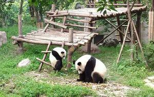 DÍA 15 – CHENGDU| PANDAS| CHONGQING – 19 DE OCTUBRE