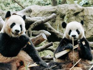 DÍA 14 – CHENGDU| SANTUARIO DE PANDAS| CHONGQING – 28 DE ABRIL