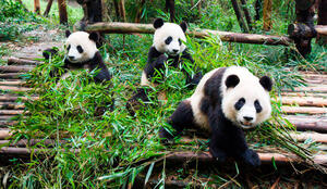 DÍA 13 – CHENGDU | SANTUARIO DE PANDAS | CHONGQING – 16 DE NOVIEMBRE DÍA 13 – CHENGDU | SANTUARIO DE PANDAS | CHONGQING – 16 DE NOVIEMBRE
