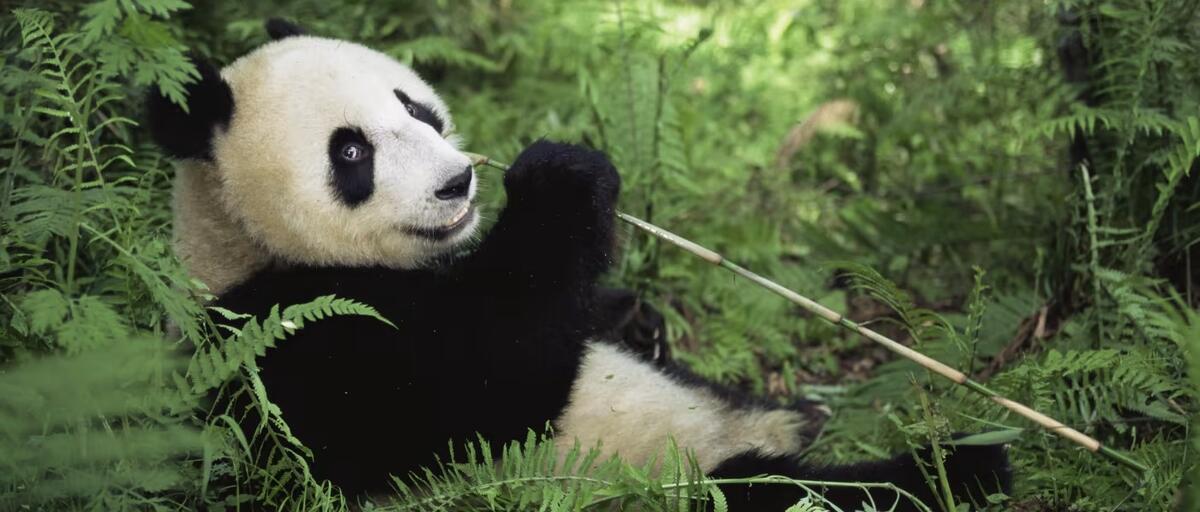 CHINA GRANDIOSA con CRUCERO POR EL YANGTSÉ
