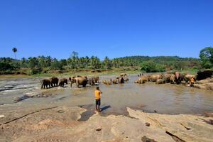 DÍA 5 – VISITA DE PINNAWALA – DAMBULLA – 15 DE FEBRERO DÍA 5 – VISITA DE PINNAWALA – DAMBULLA – 15 DE FEBRERO