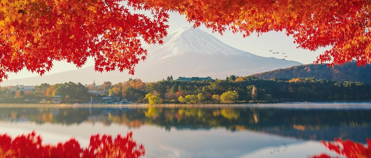 JAPON DORADO "Momiji en Oferta"