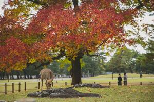 DÍA 7 – OSAKA | NARA Y TRASLADO A KYOTO – 28 DE OCTUBRE