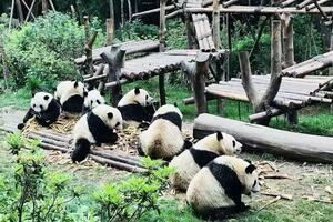 DÍA 28 – CHENGDU | SANTUARIO DE PANDAS | CHONGQING – 17 DE NOVIEMBRE DÍA 28 – CHENGDU | SANTUARIO DE PANDAS | CHONGQING – 17 DE NOVIEMBRE