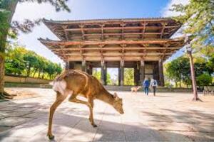 DÍA 8 – KIOTO| TOUR DE UN DÍA A NARA|KIOTO- 28 DE OCTUBRE DÍA 8 – KIOTO| TOUR DE UN DÍA A NARA|KIOTO- 28 DE OCTUBRE