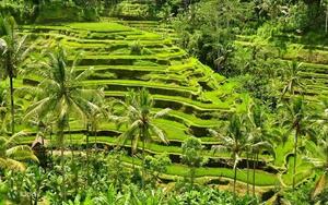 DÍA 12 – SINGAPUR | VUELO A BALI (INDONESIA) – 16 DE MARZO