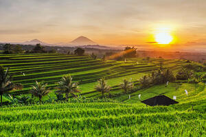DÍA 13 – UBUD | ARROZALES, TEMPLOS Y CULTURA BALINESA – 17 DE MARZO