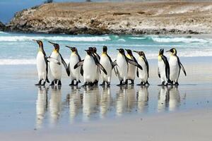 DÍA 5 – VOLUNTEER POINT | COLONIA DE PINGÜINOS REY – 16 DE MARZO