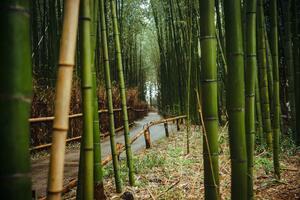 DÍA 15 – KYOTO | VISITA DE LA CIUDAD y BOSQUE DE BAMBU – 07 DE ABRIL