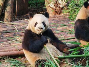 DÍA 31 – CHENGDU | PANDAS | CHONGQING – 23 DE ABRIL