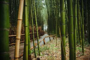 DÍA 16 – KYOTO | VISITA DE LA CIUDAD y BOSQUE DE BAMBU – 07 DE ABRIL